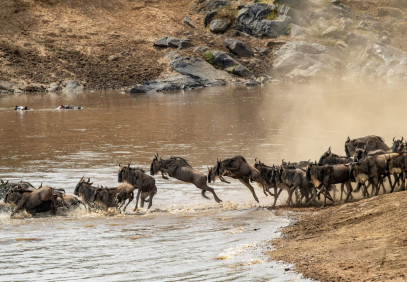 Serengeti Wildebeest  Migration Crossing Mara River | 8 Days