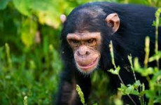 2-Day Best of Ngamba Island