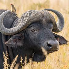 Bufalo