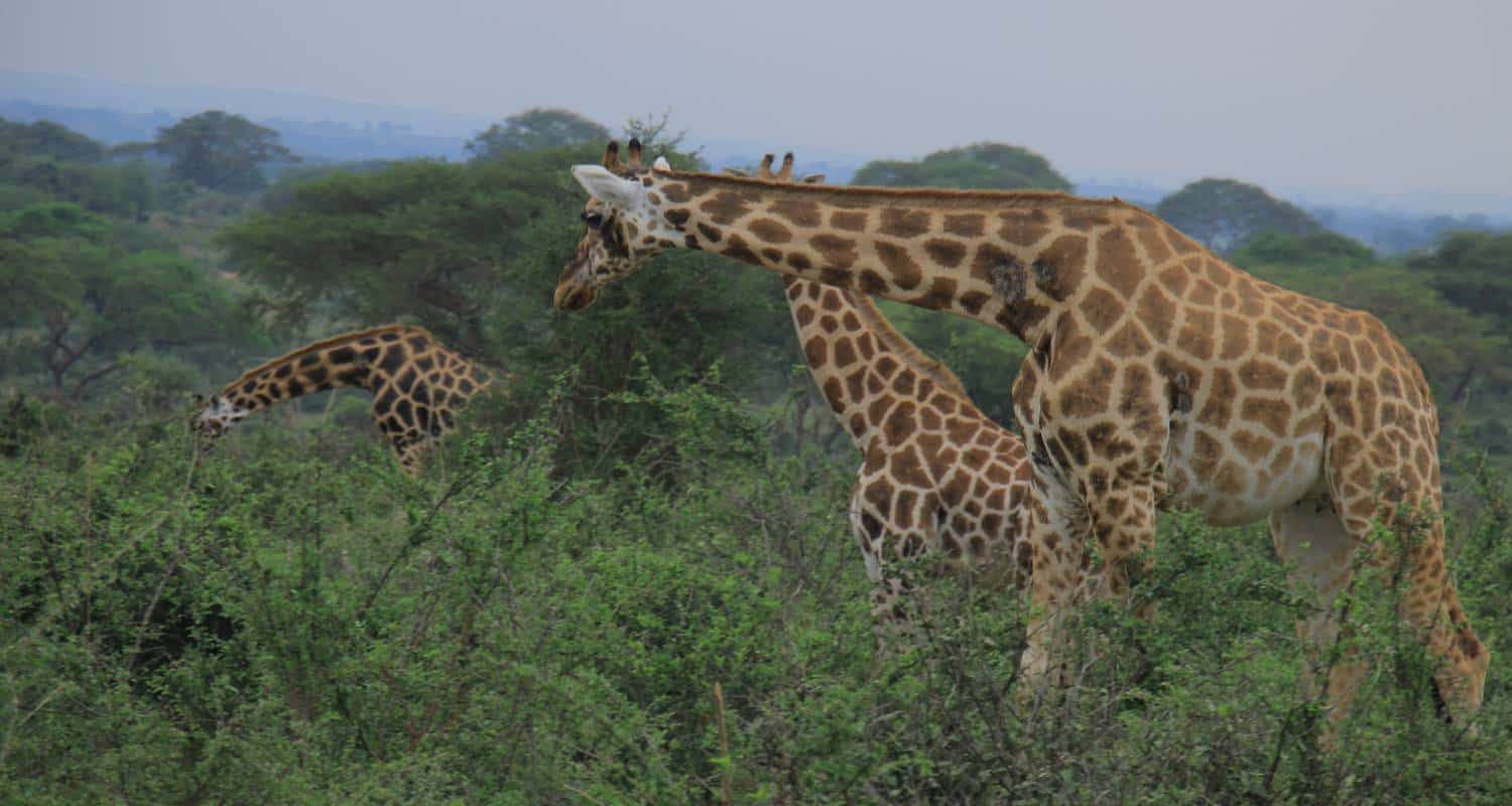 Giraffes