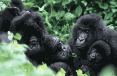 1-Day Rwanda Gorilla Trekking Tour
