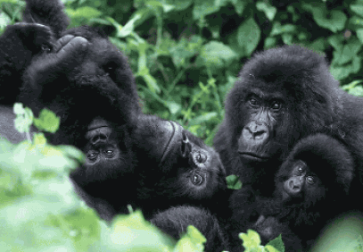 1-Day Rwanda Gorilla Trekking Tour