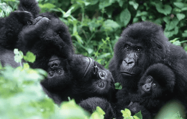 Gorilla