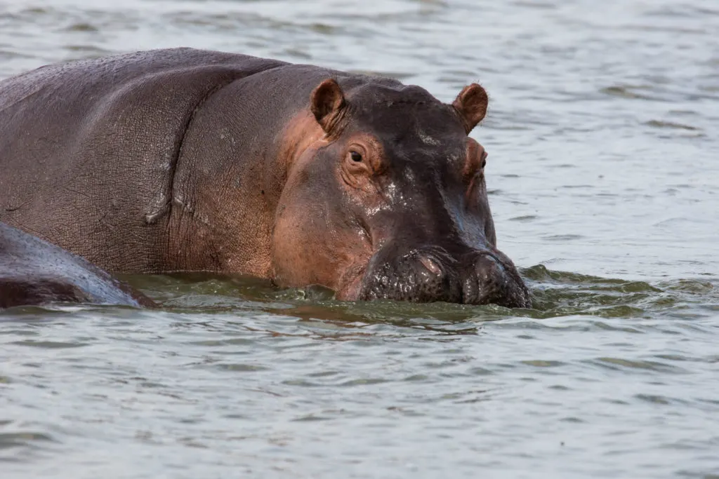 Hippo Kazinga Channel 1024x683.jpg