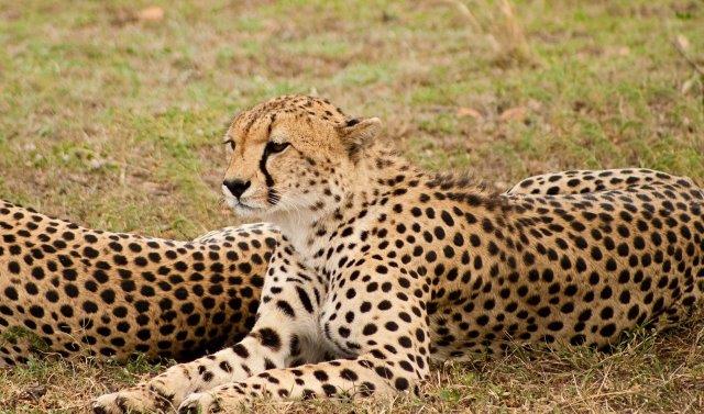 2 days tanzania-private safaris