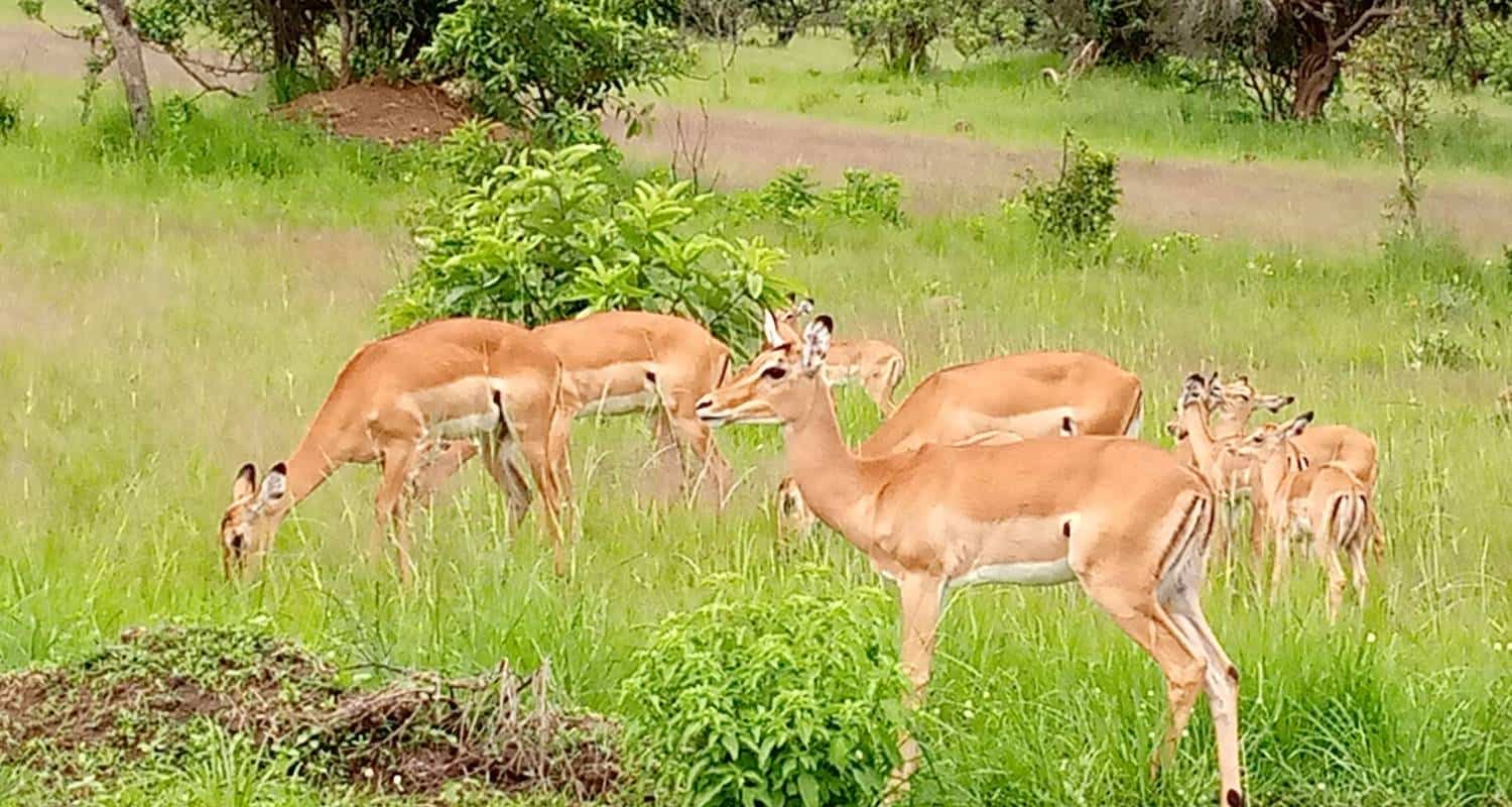 Impalas
