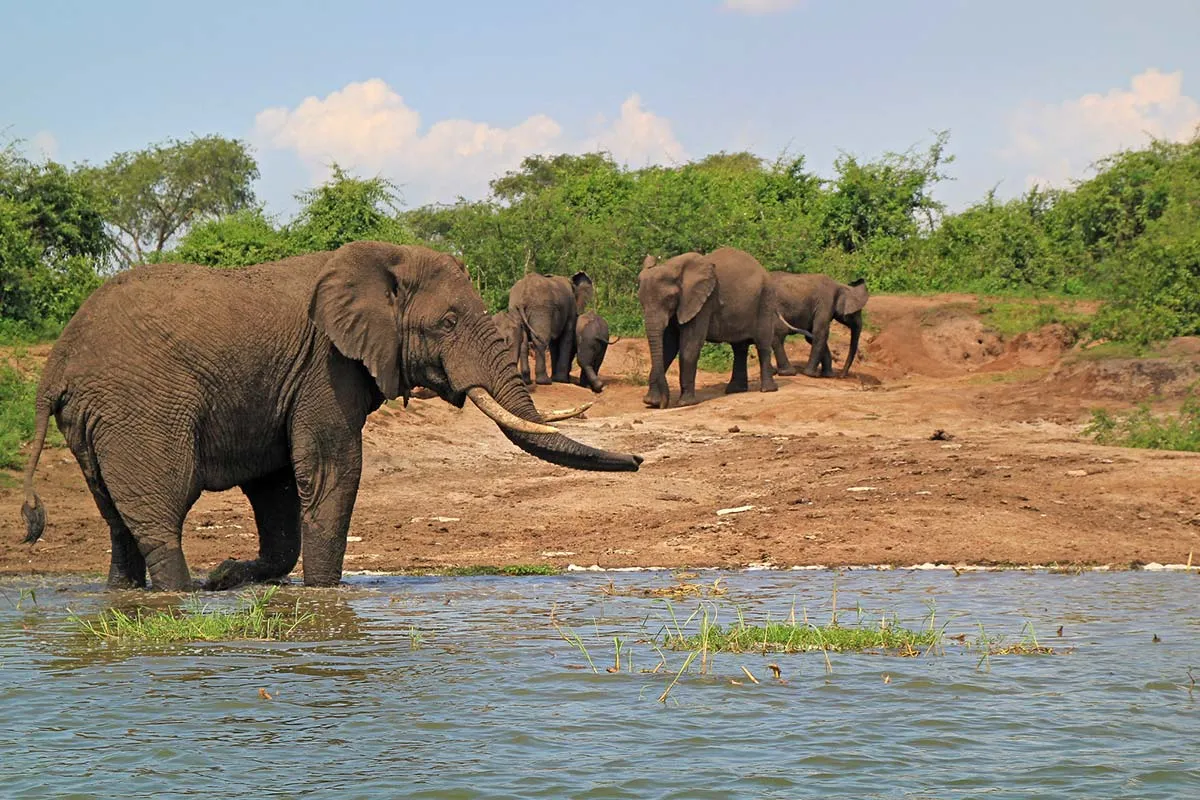 Kazinga Channel Elephants