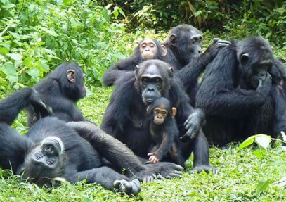 7-Day Wildlife Safari & Gorilla Trekking