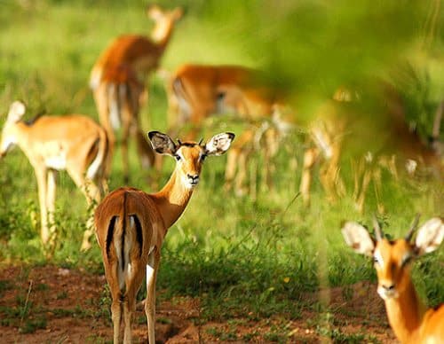 Lake Mburo Uganda
