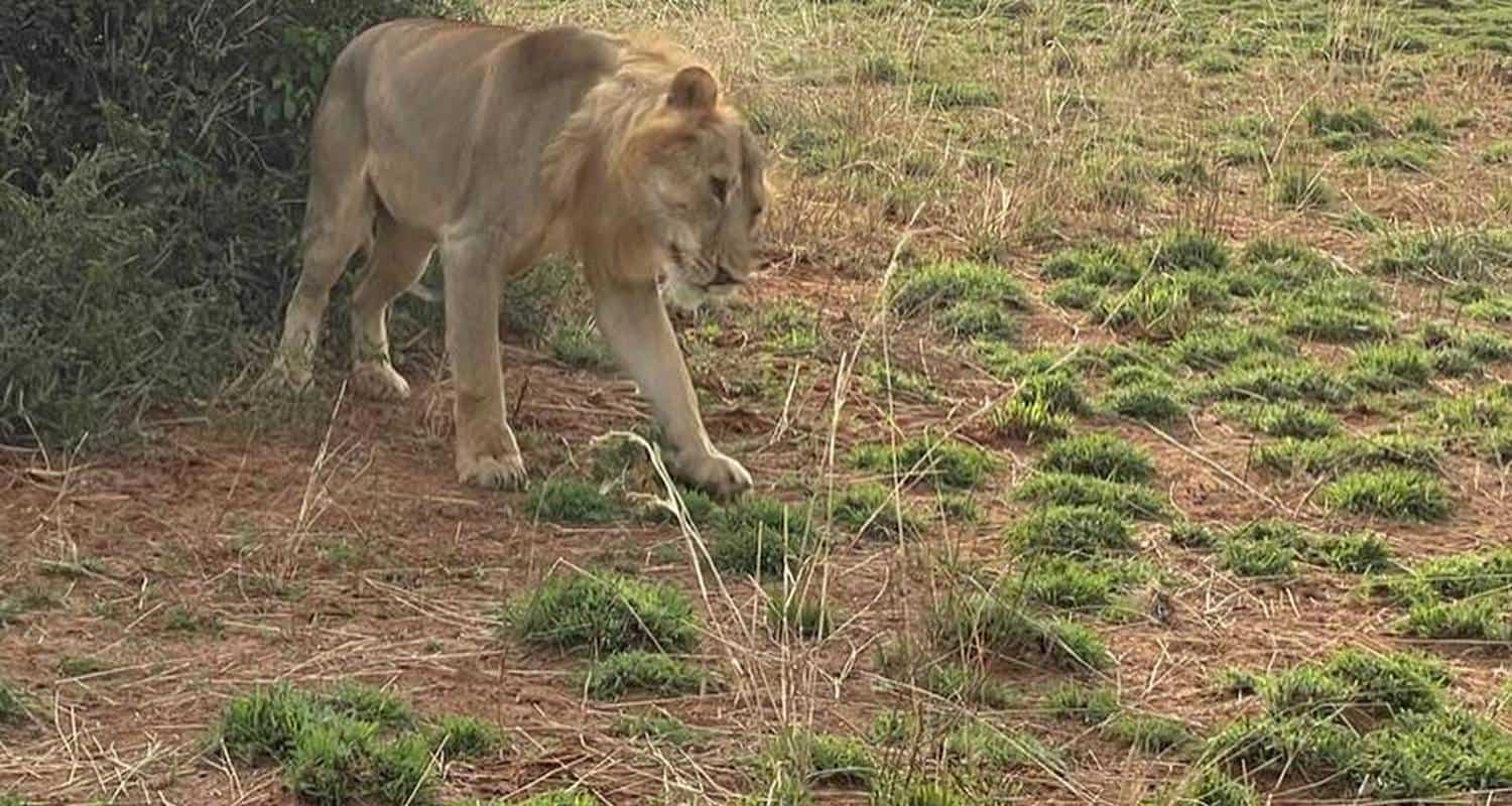 Lion