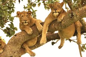 Lions