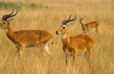 3 Days Queen Elizabeth National Park