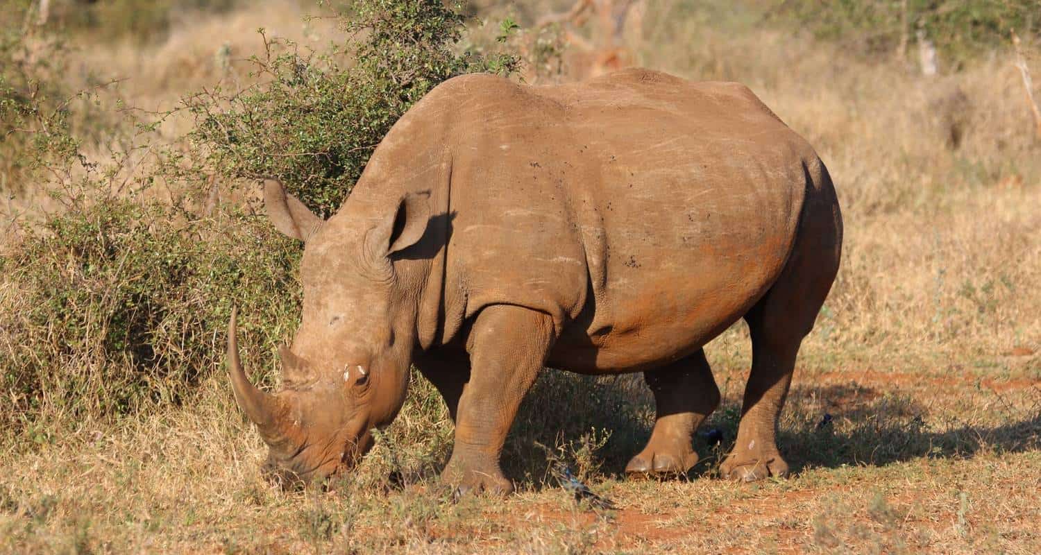 Rhino