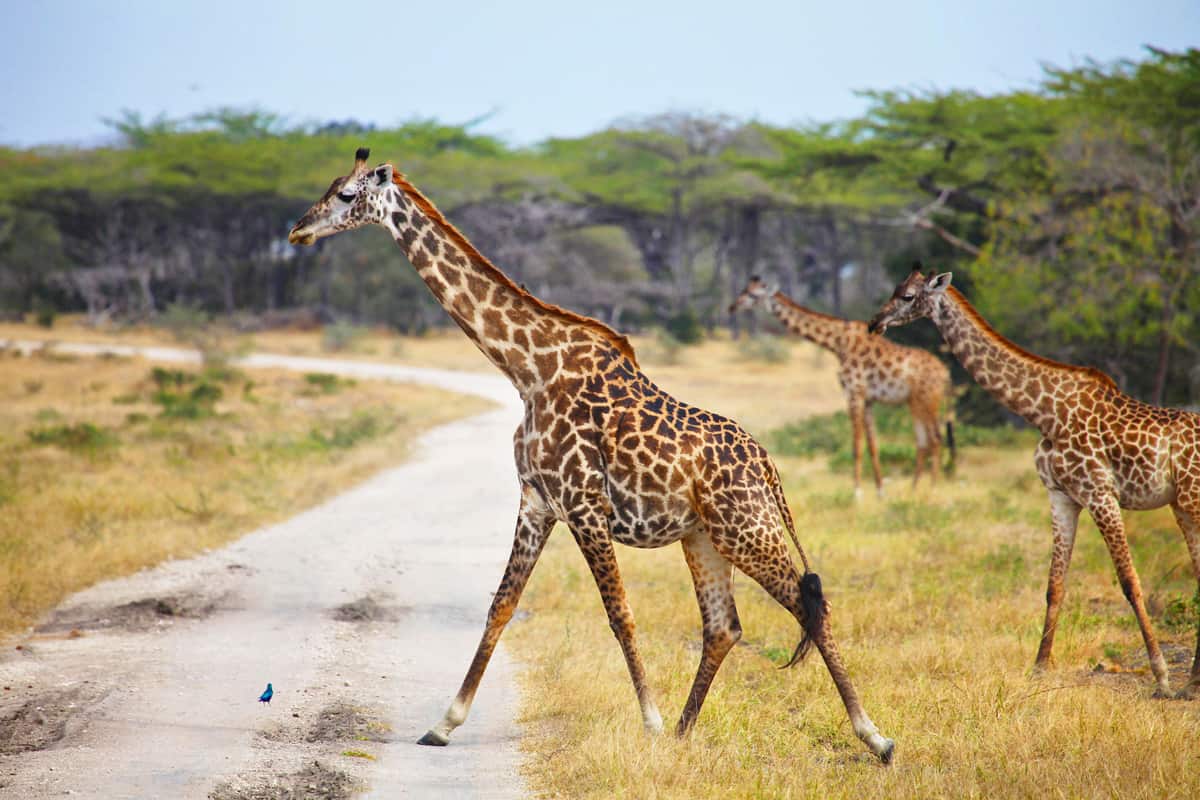 Selous1