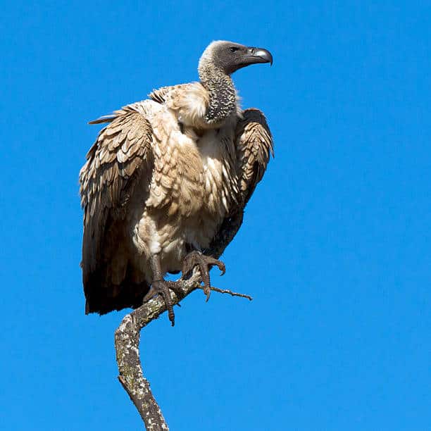 Vulture Perched On Branch Of Dead Tree Against Blue African Sky.