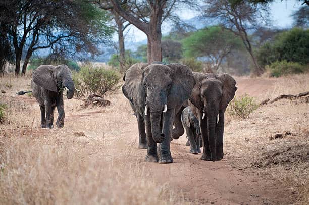 Elephant Family Walking In Tarangere National Park, Tanzania.