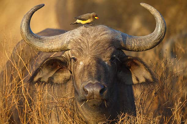Cape Buffalo, Syncerus Caffer