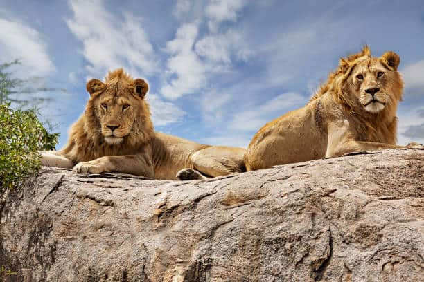 Lions In Serengeti, Tanzania