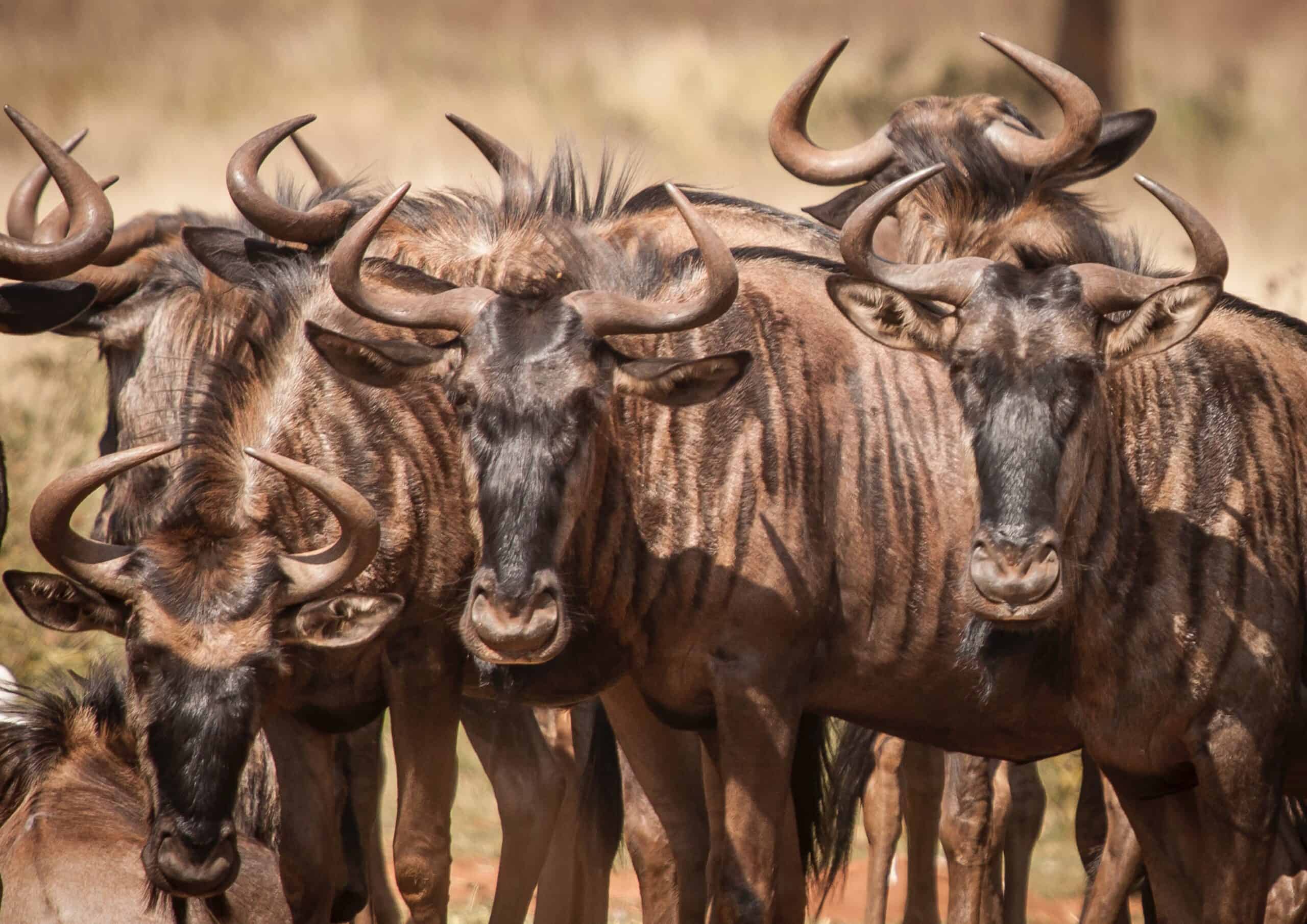 ,arusha Natinal Park,biharamuro,kimisi,ibanda (11)
