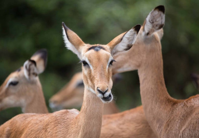 3 Days Sharing Tanzania Safari