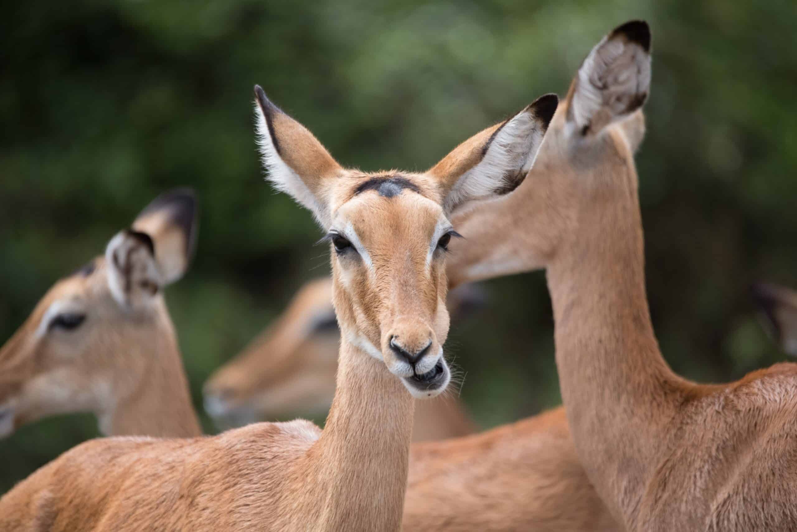 ,arusha Natinal Park,biharamuro,kimisi,ibanda (129)