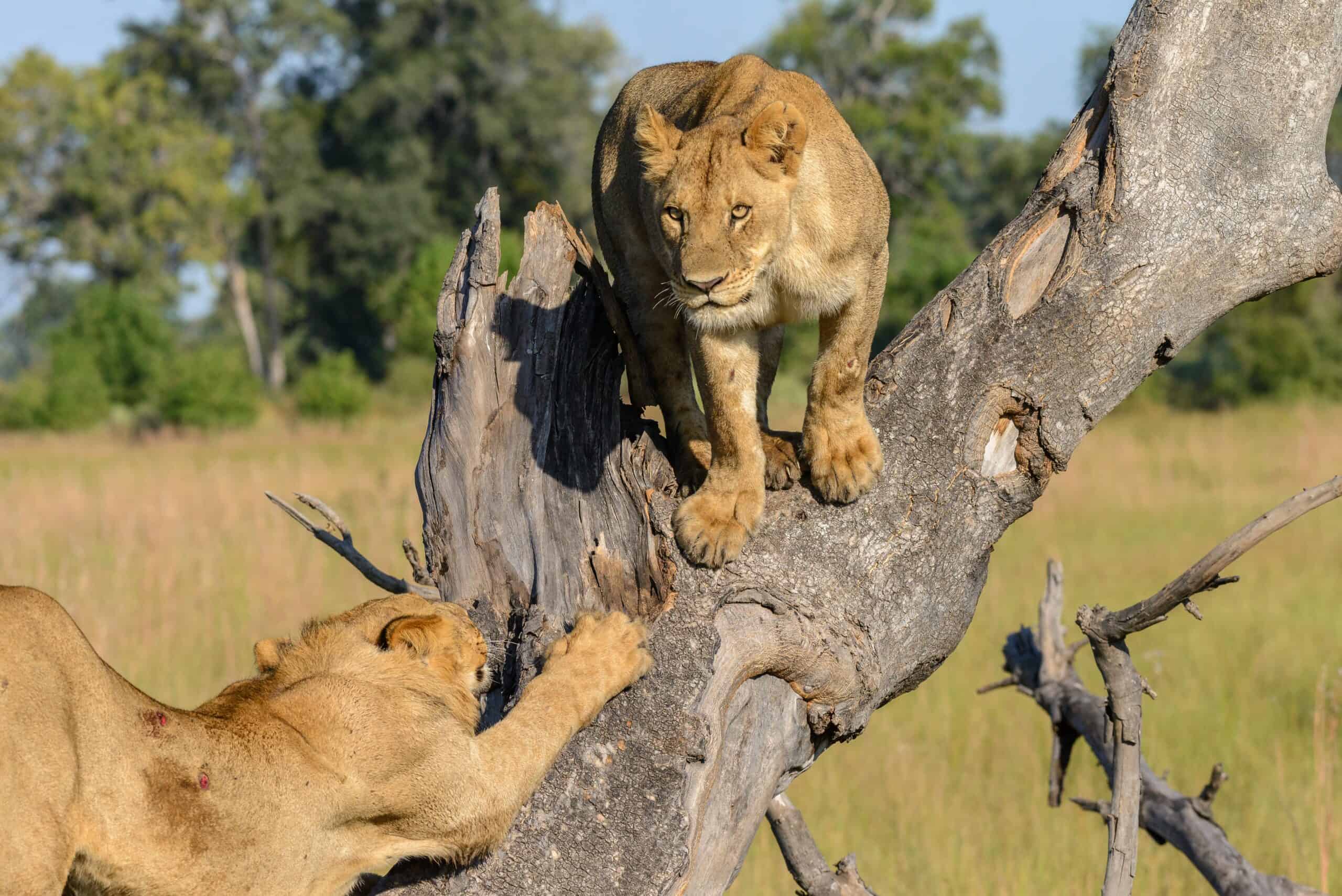 ,arusha Natinal Park,biharamuro,kimisi,ibanda (72)