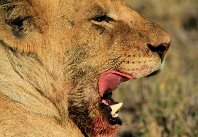 1-Day Sharing Tanzania Safari