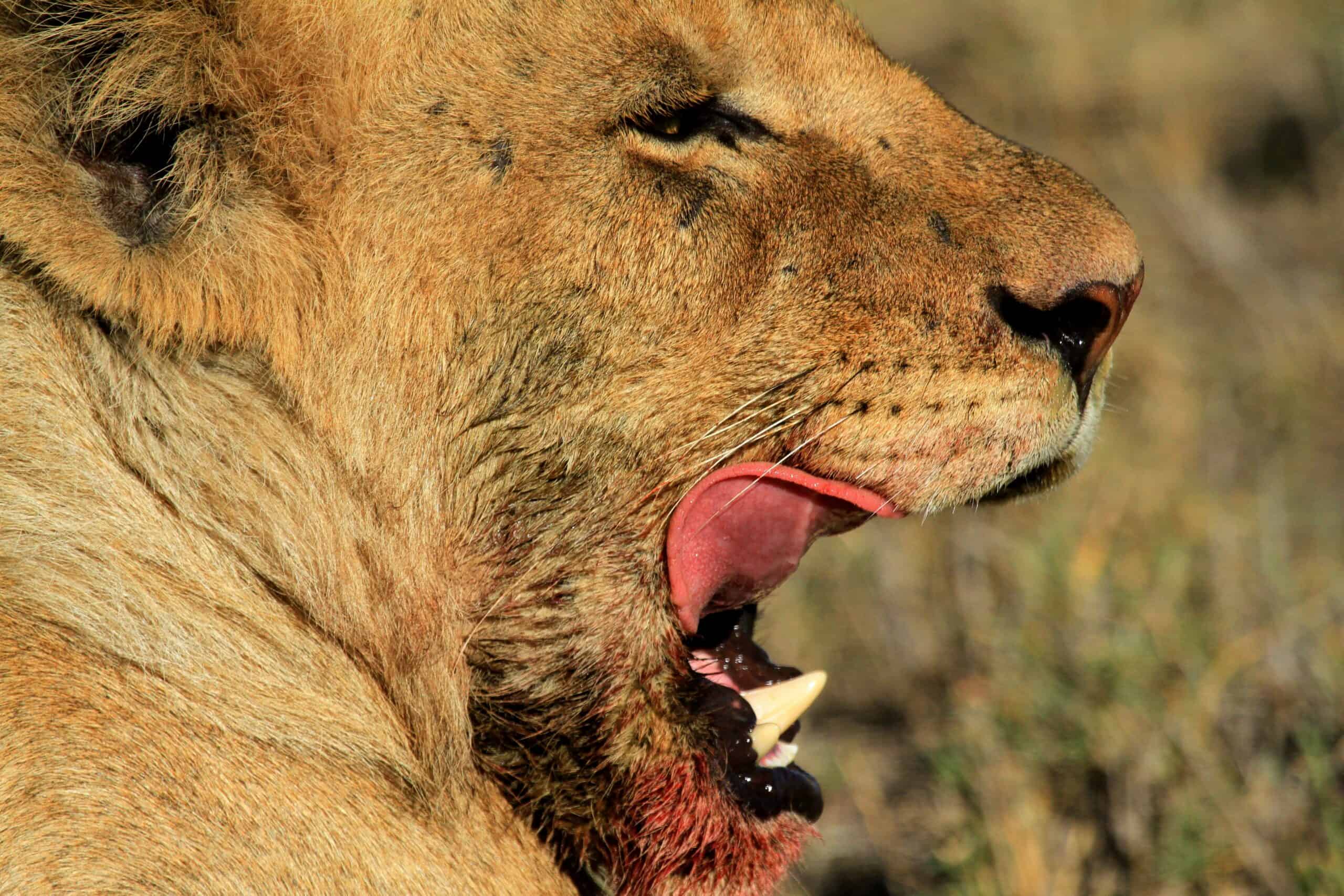 ,arusha Natinal Park,biharamuro,kimisi,ibanda (81)