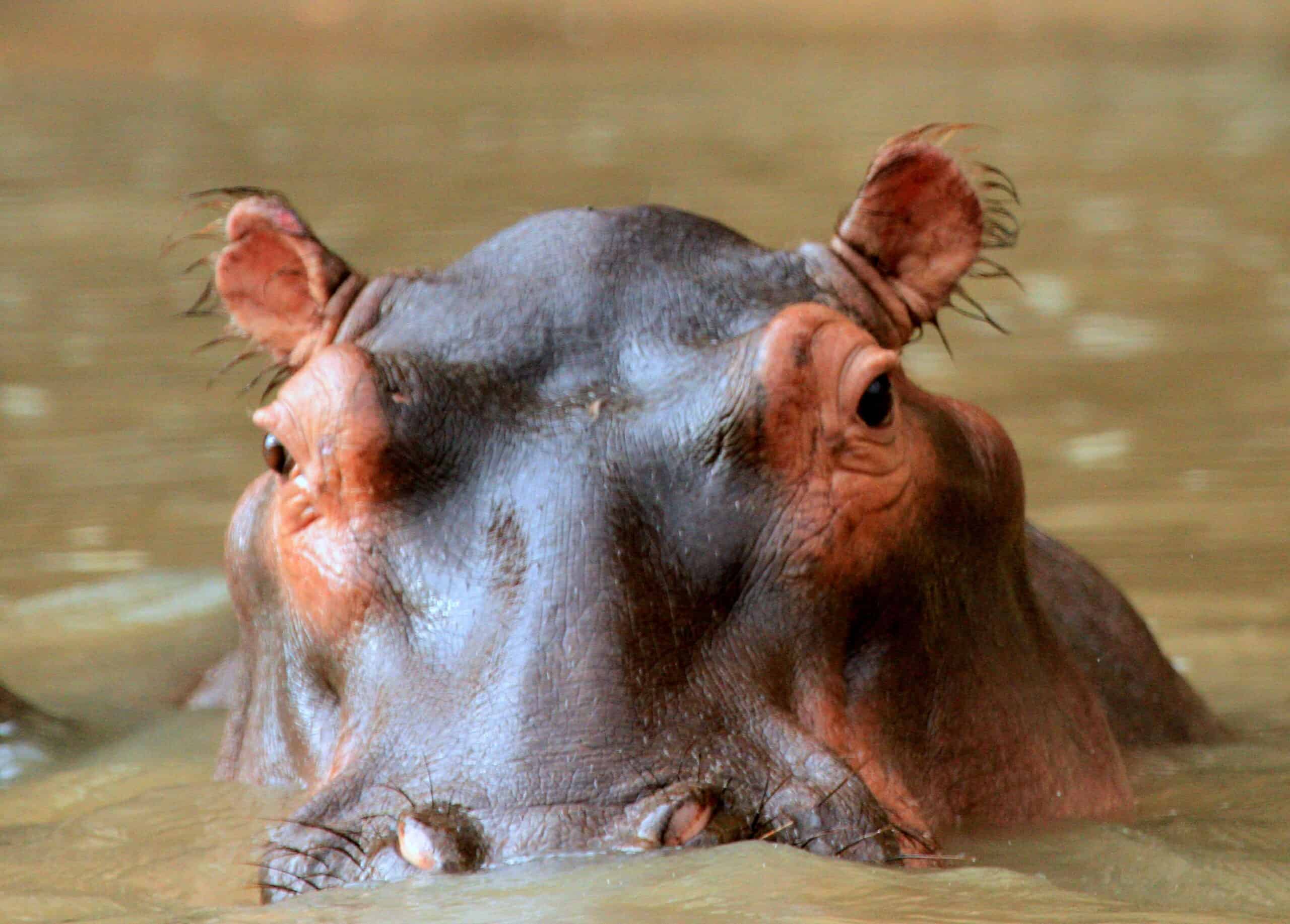 ,arusha Natinal Park,biharamuro,kimisi,ibanda (83)