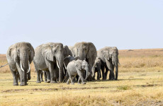 Day Trip Safari to Tarangire National Park