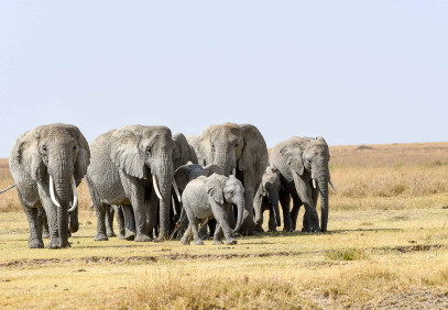 Day Trip Safari to Tarangire National Park