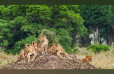 6 Days Tanzania Classic Safari