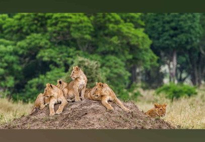 6 Days Tanzania Classic Safari