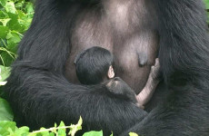 3 Days Gorilla Trekking Safari