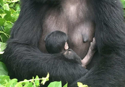 3 Days Gorilla Trekking Safari