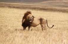 7-Day Tanzania’s Best Safari Adventure