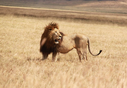 7-Day Tanzania’s Best Safari Adventure