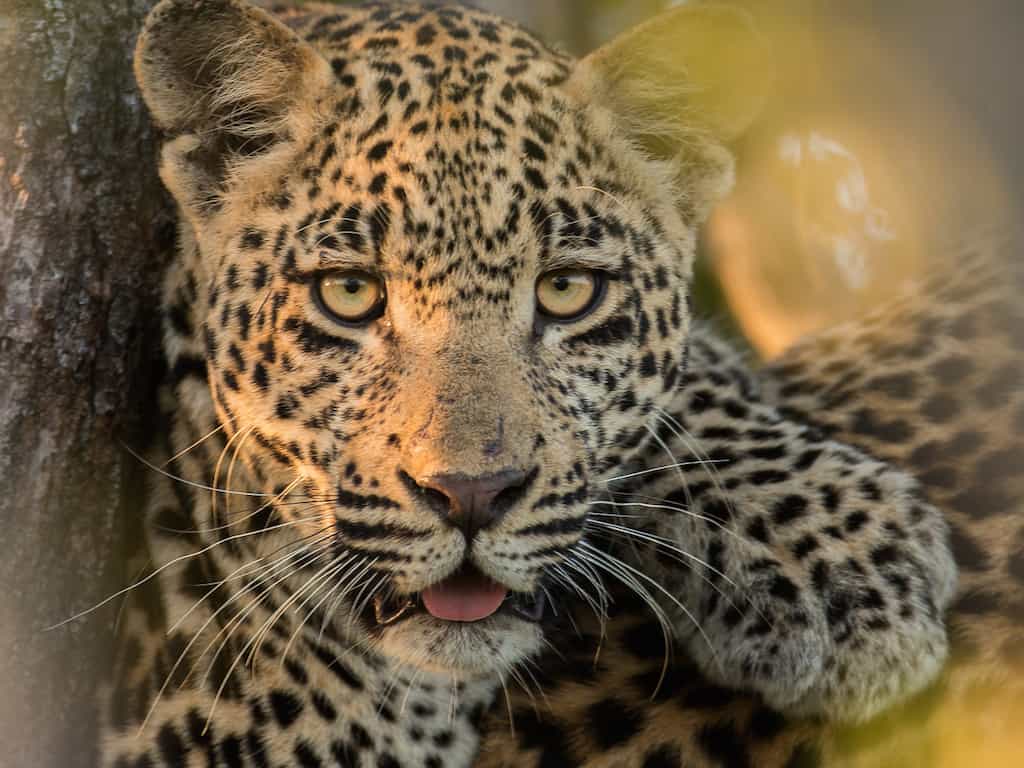 Leopard2 Newsletter Crop 1