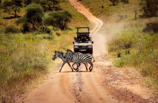 5-Day Midrange Tanzania Safari