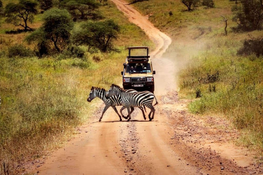Serengeti Wildlife Zebra Game Drive 20005 2 1024x683