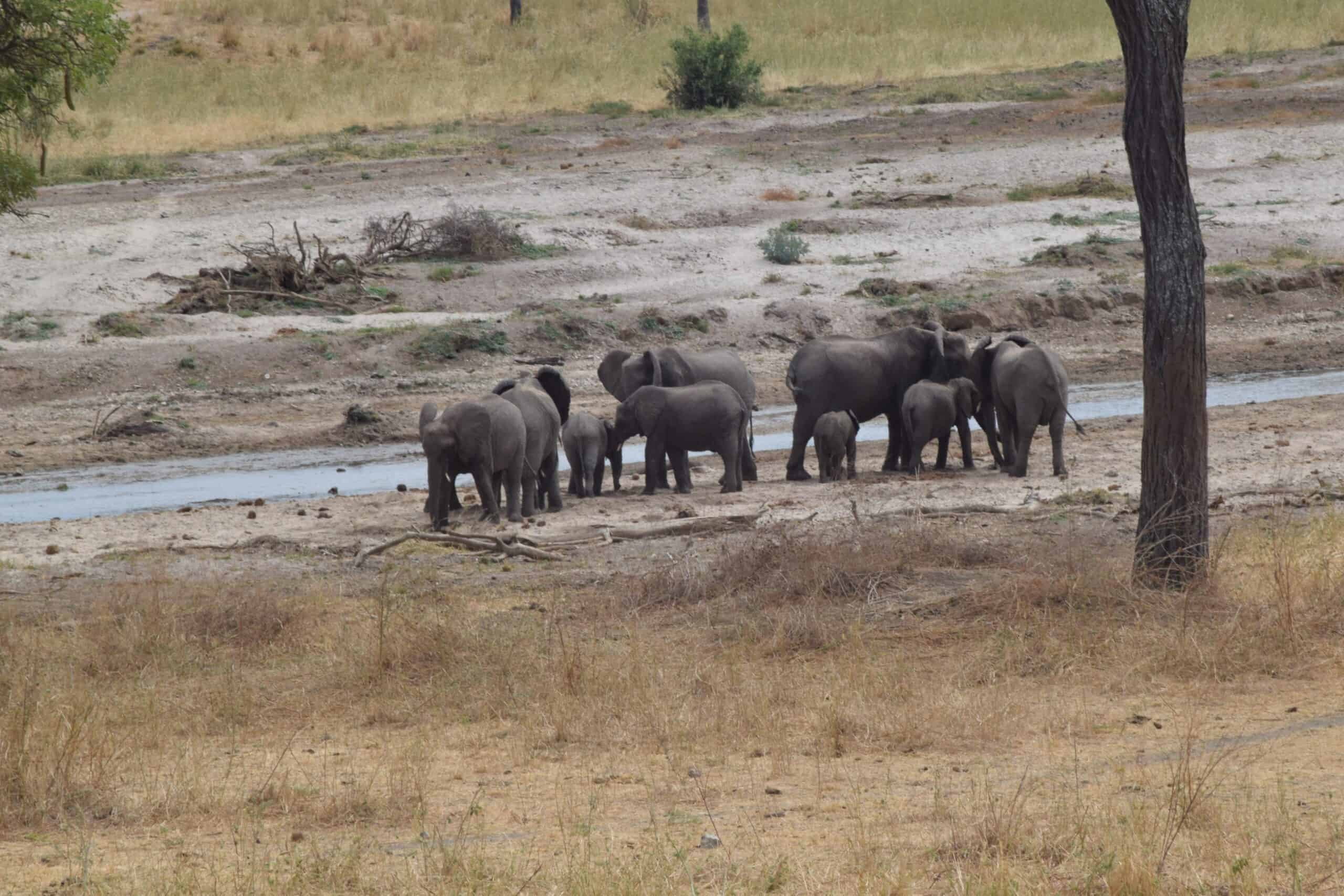 5 Days 4 - nights Tanzania Budget Group Joining Safari
