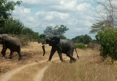 Mikumi National Park Day Trip from Zanzibar