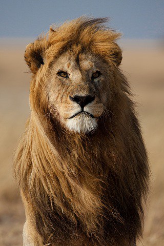 Lion,male,with,large,mane,,serengeti,,tanzania