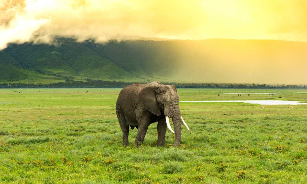 Ngorongoro View 3