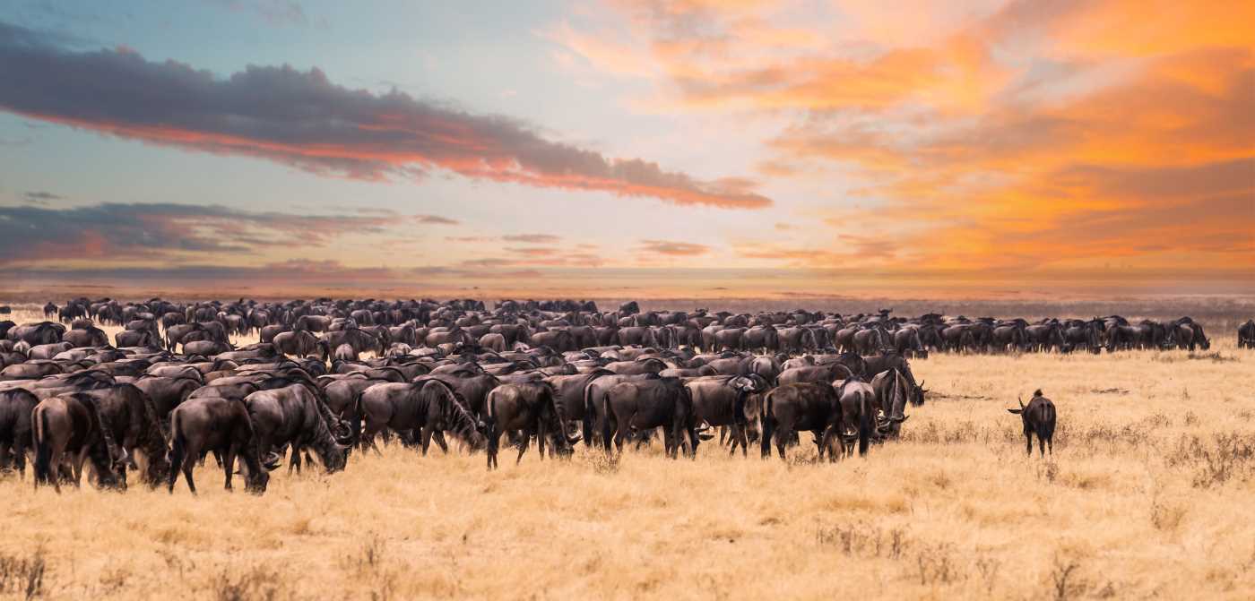 Serengeti View2