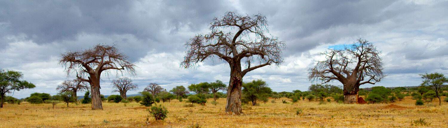 Tarangire