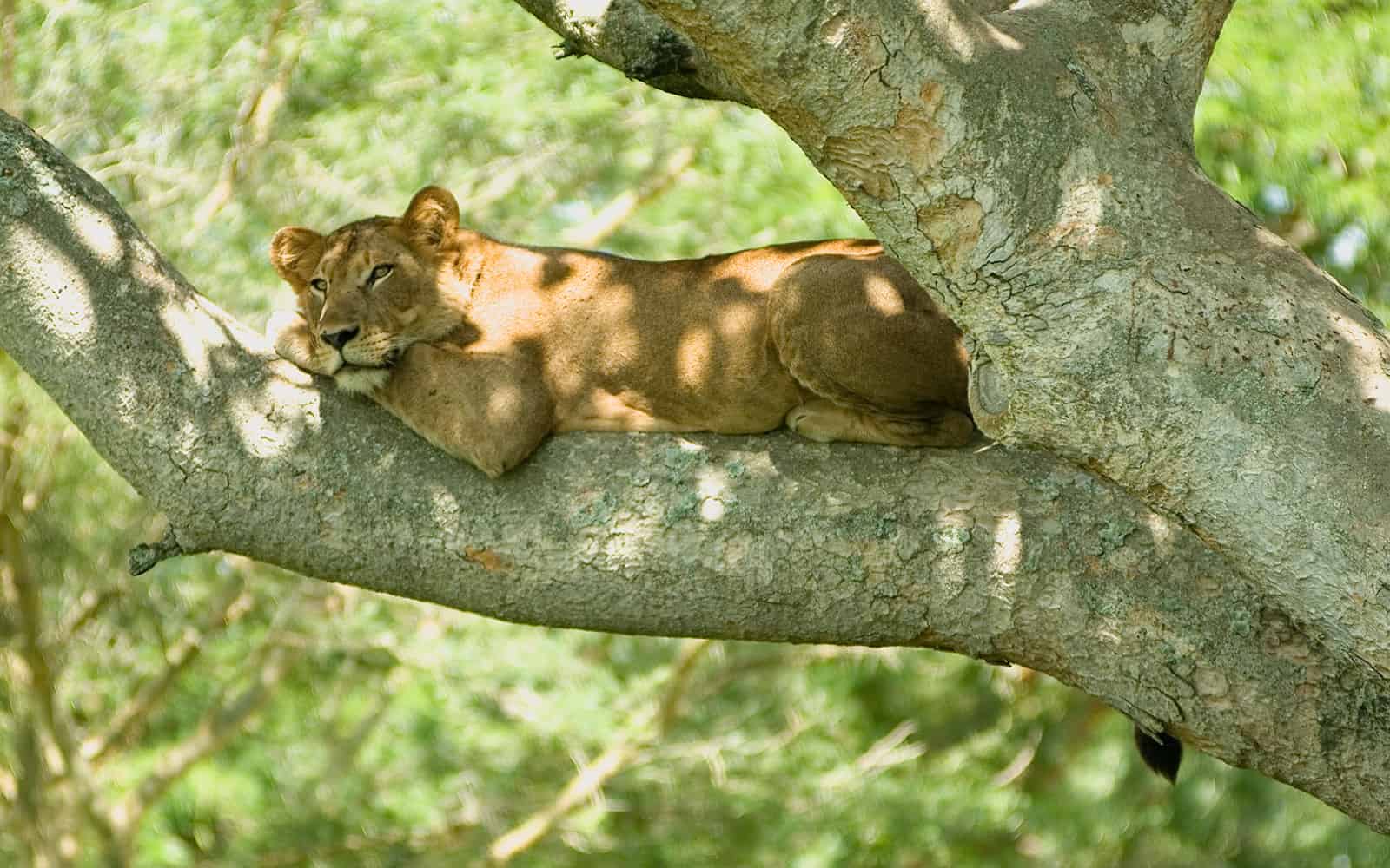 Tree Lion 2
