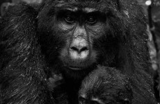 3-Day Bwindi Fly-in Gorilla Safari