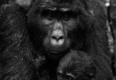 3-Day Bwindi Fly-in Gorilla Safari