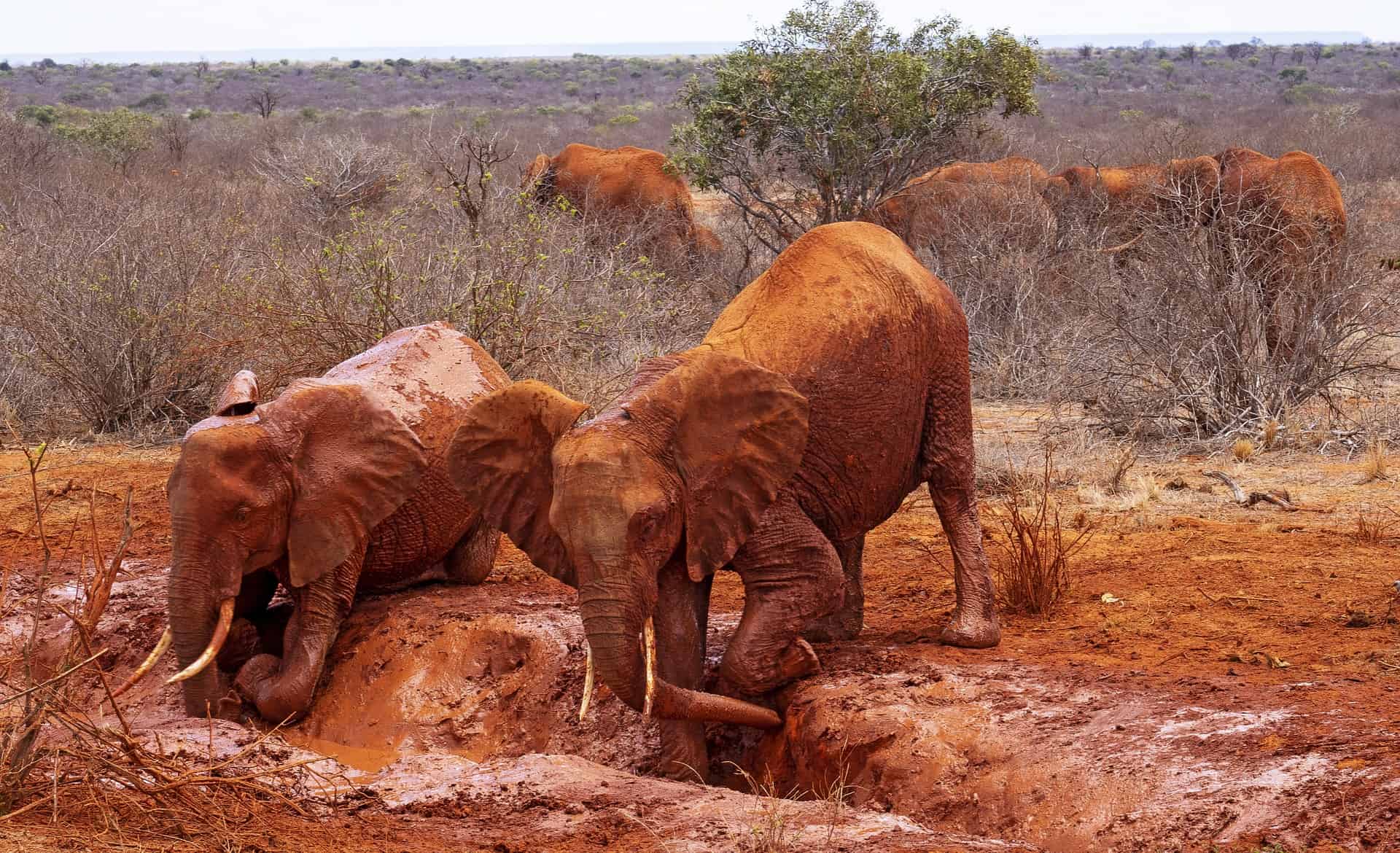 Africa G2f12d2ea6 1920